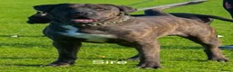 Presa Canario dogs for sale: World class presa canario pups recognised Breeder - Advert 2