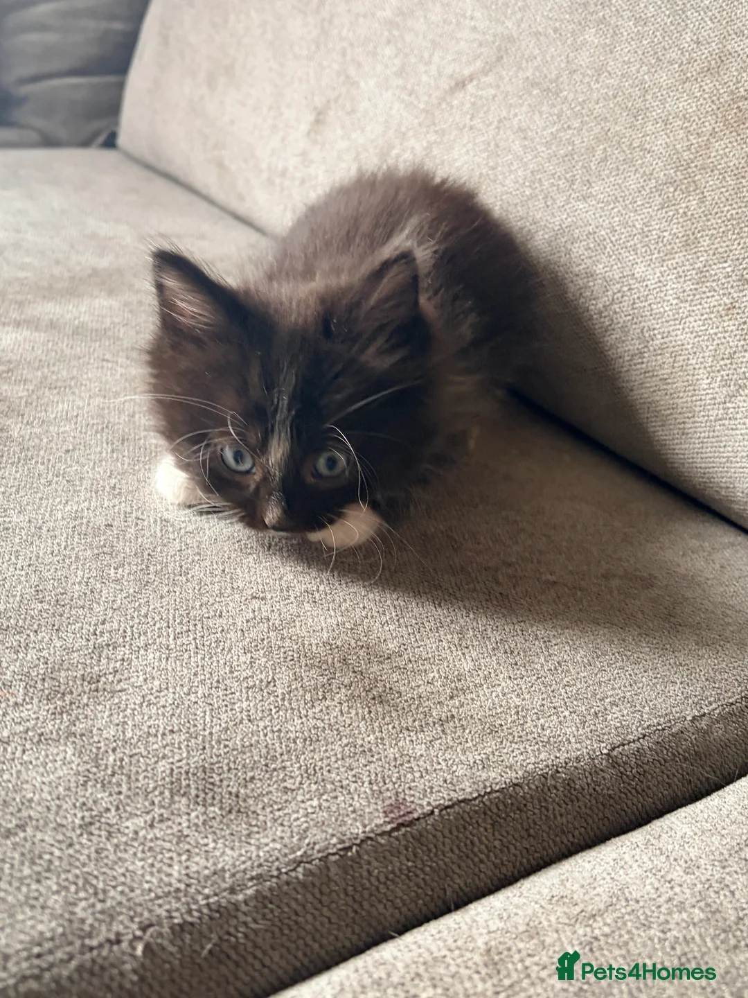 Mixed Breed cats for sale: Beautiful mixed kittens (ready to leave)  in Nottingham - Advert 10