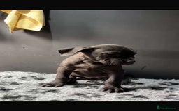Presa Canario dogs for sale: Presa pups  - Image 4