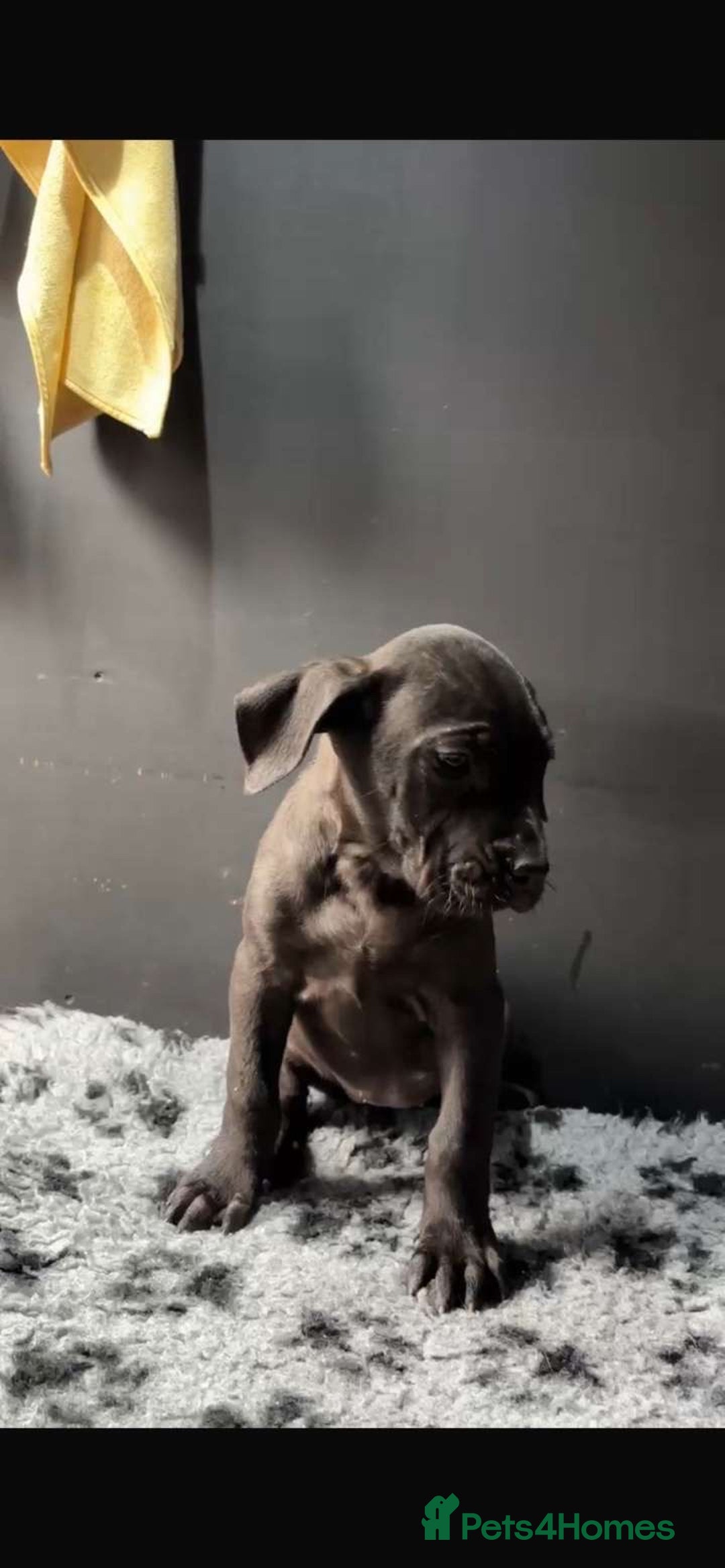 Presa Canario dogs for sale: Presa pups  - Image 4