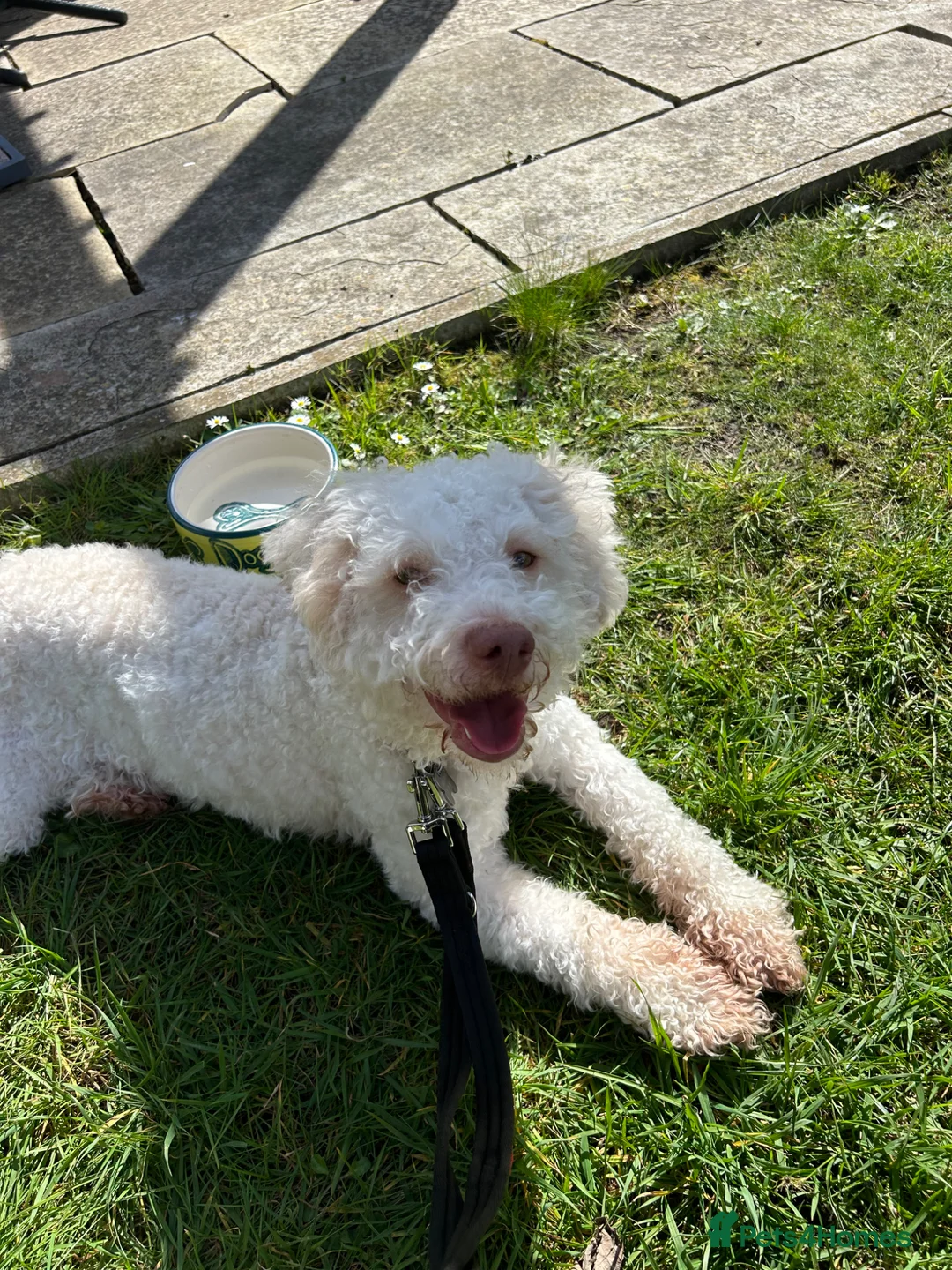 Lagotto Romagnolo dogs for sale: Riley  in Bracknell - Advert 1