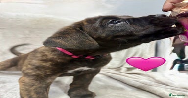 Cane Corso dogs - Advert 6