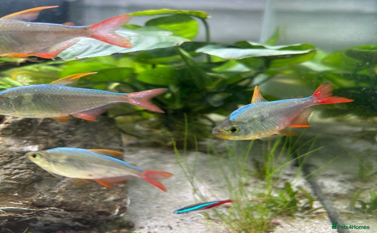 Tetras fish - Advert 7