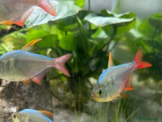 Tetras fish - Advert 25