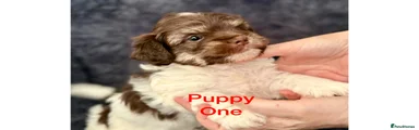 Dotted - Puppy 1 Born June 11th 2026 not May