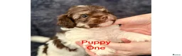 Mixed Breed dogs for sale: Lhasa Apso x Chihuahua x babies - Advert 18