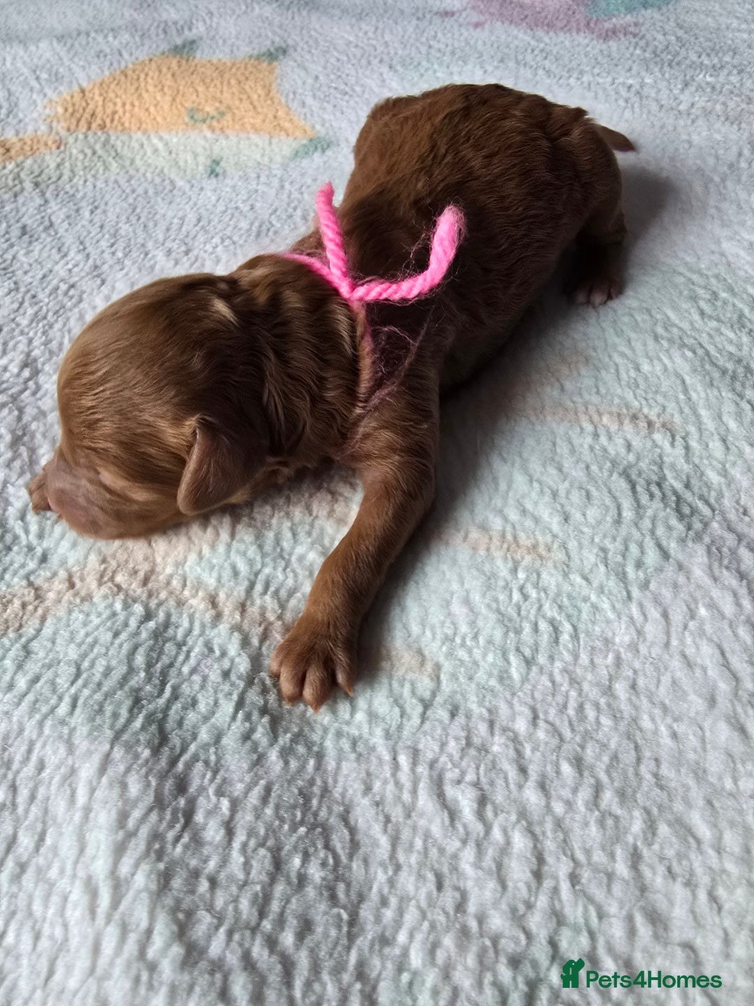 Miniature Poodle dogs for sale: Stunning Red KC Miniature Poodles-Champion Lines - Advert 14