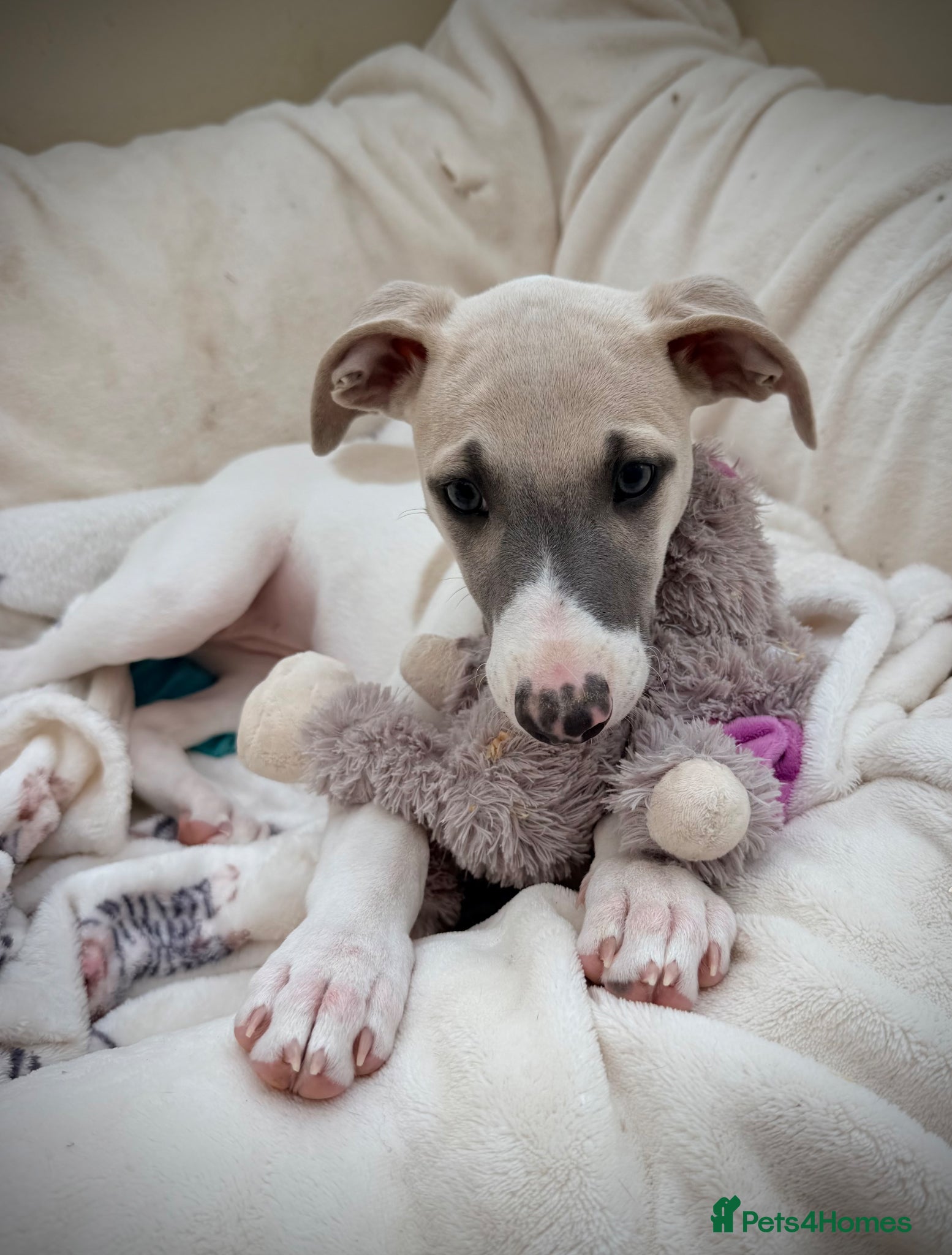 Whippet dogs *Ready to go* Lovely KC girl Whippet  - Advert 4
