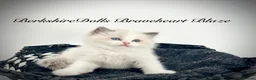 Ragdoll cats for sale: Gorgeous kittens with true ragdoll character - Advert 7
