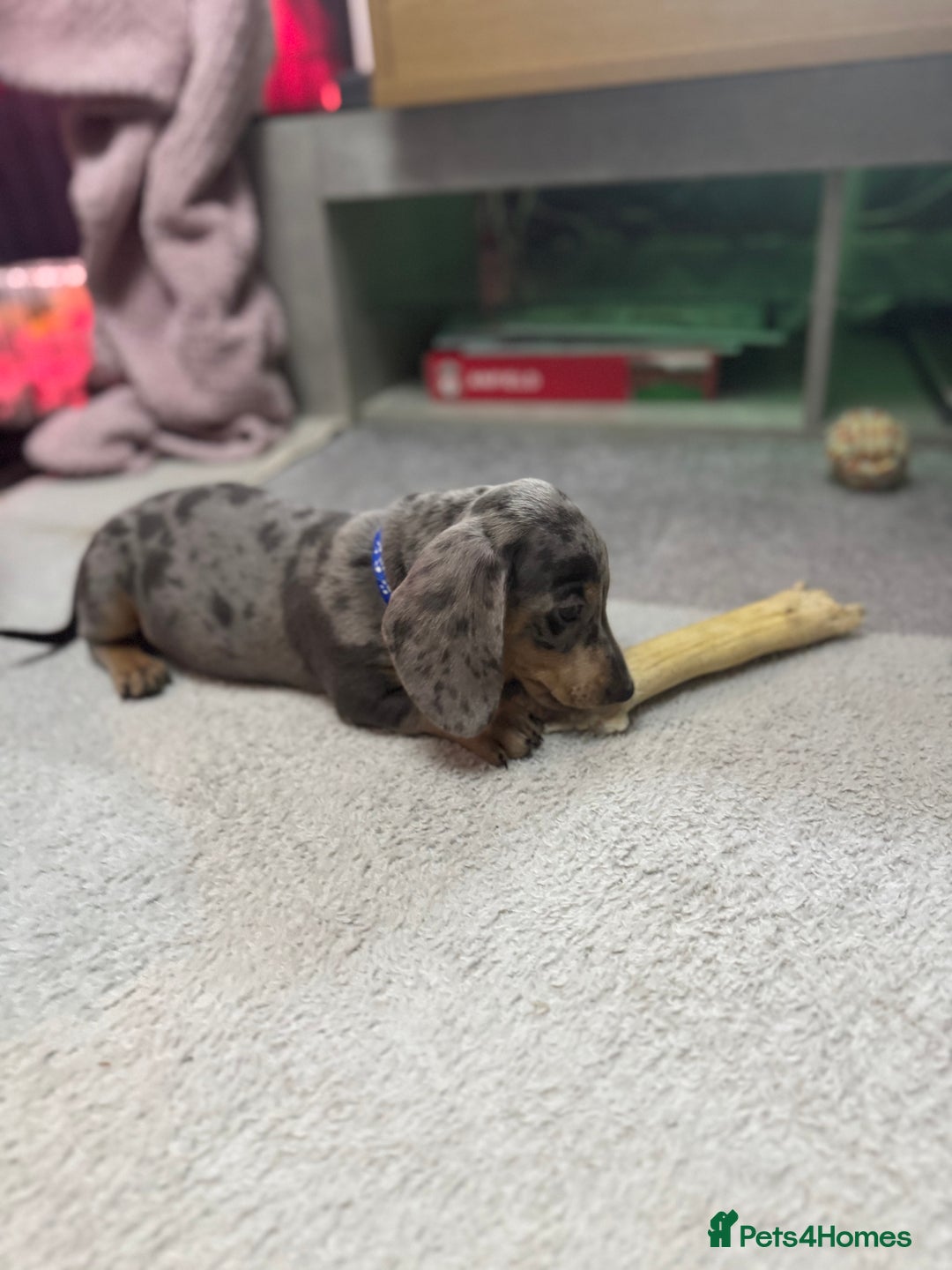 Miniature Dachshund dogs for sale: READY NOW  - Advert 9