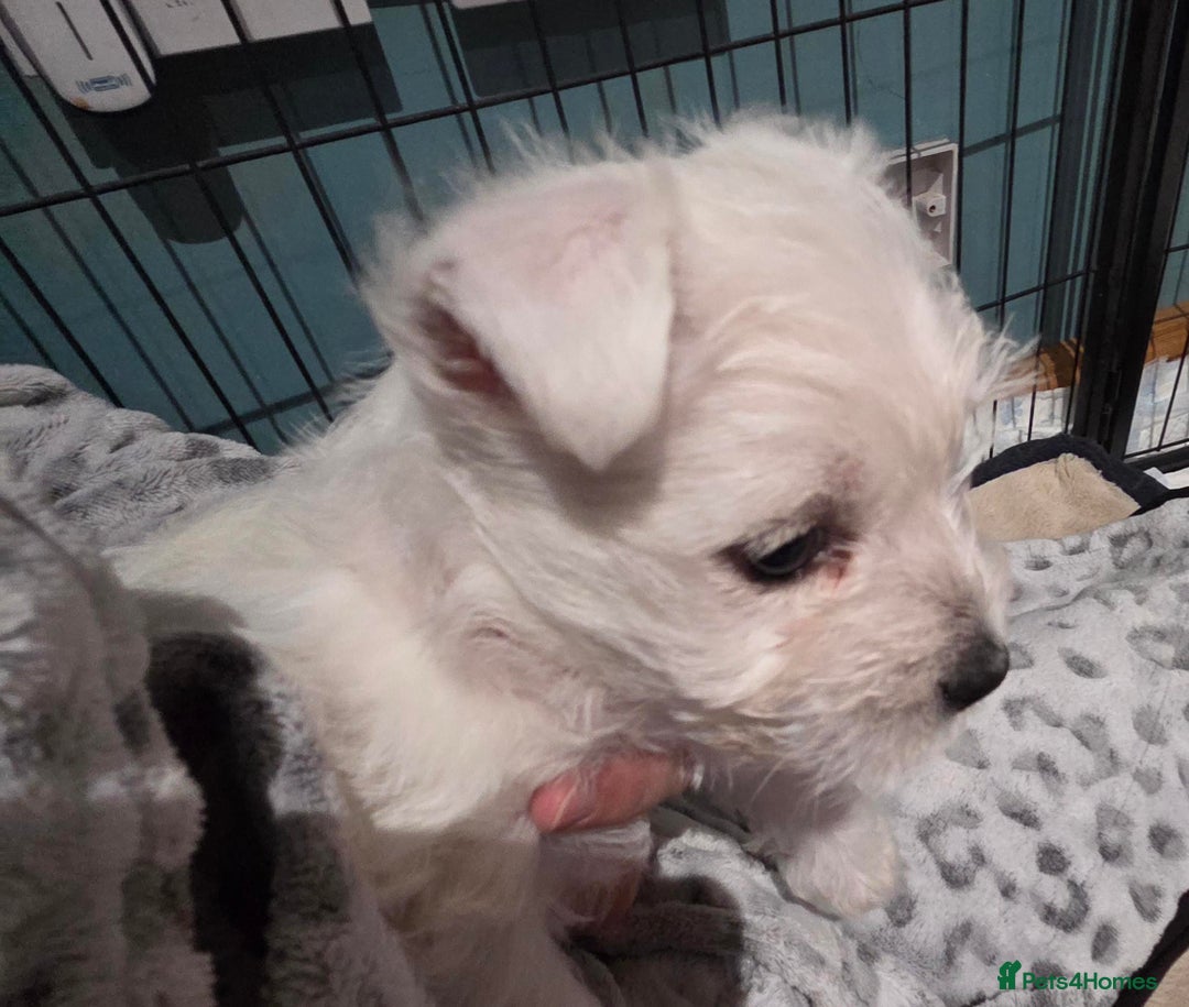 West Highland Terrier dogs for sale: Gorgeous pedigree westies, excellent bloodlines - Image 18
