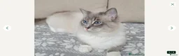 Ragdoll cats for sale: GCCF Ragdoll kittens. Lynx, Blue point. in Basingstoke - Advert 25