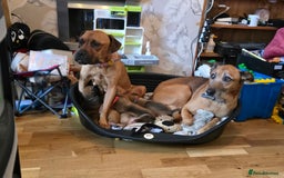 Mixed Breed dogs for sale: 1Boy Left German Shepherd Staffy Dogue de Bordeaux - Image 5