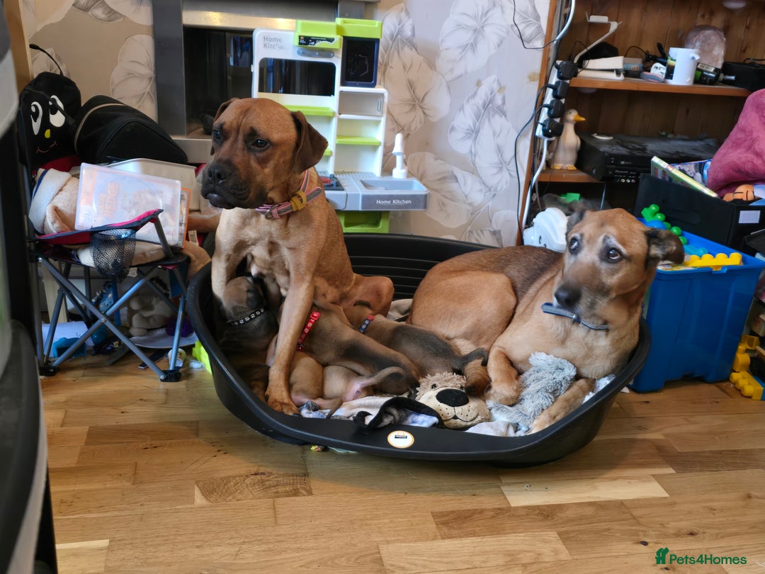 Mixed Breed dogs for sale: 1Boy Left German Shepherd Staffy Dogue de Bordeaux - Image 5