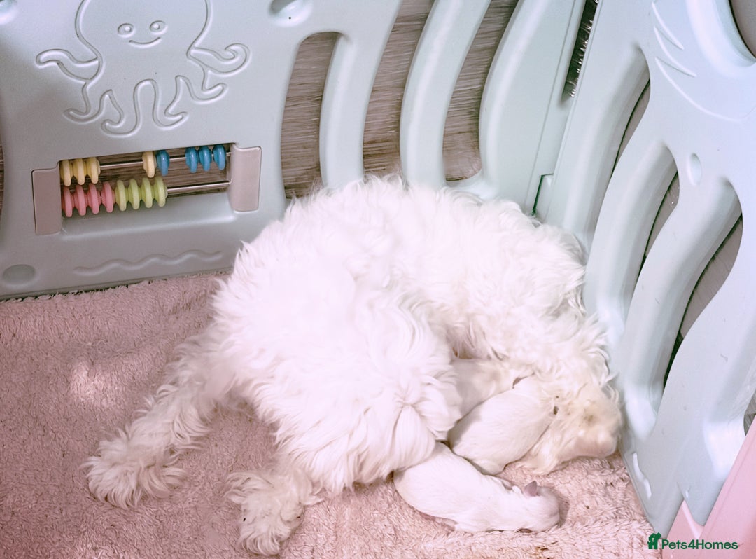 Maltese dogs for sale: ♥️Cuddle Edward,Henry,Clara adorable Korean pups  - Image 3