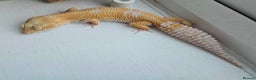 Leopard Gecko reptiles for sale: Tug snow female for sale - Advert 12