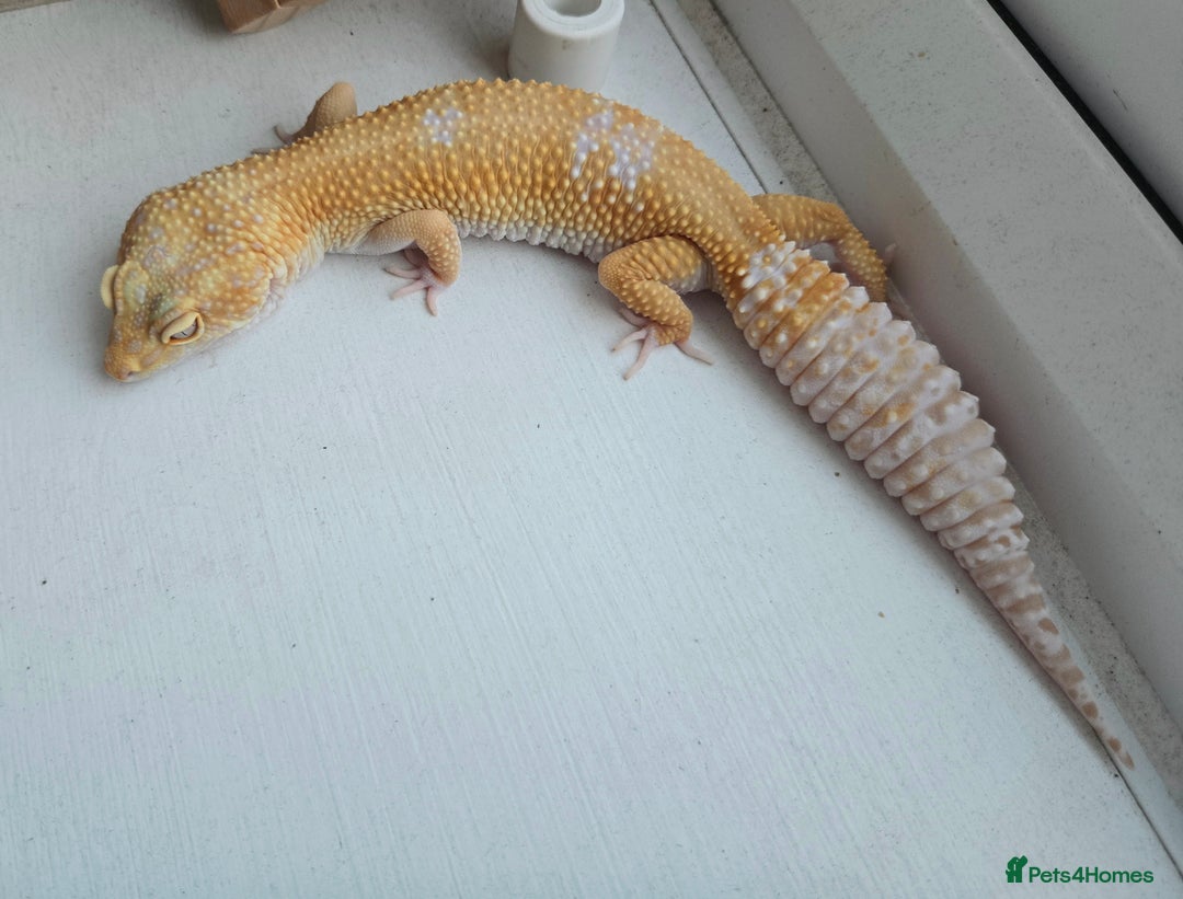 Leopard Gecko reptiles for sale: Tug snow female for sale - Advert 12