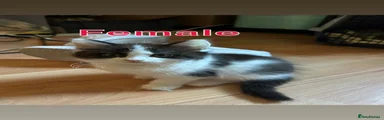 British longhair 1