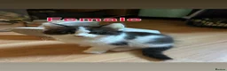 British Shorthair cats for sale: Beautiful Black & White Kittens  - Advert 6