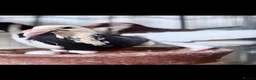 Pigeons birds for sale: Beautiful Quality Pigeons Healthy & Well Cared For - Advert 31