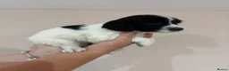 English Springer Spaniel dogs for sale:  KC registered English springer spaniel puppies - Advert 31