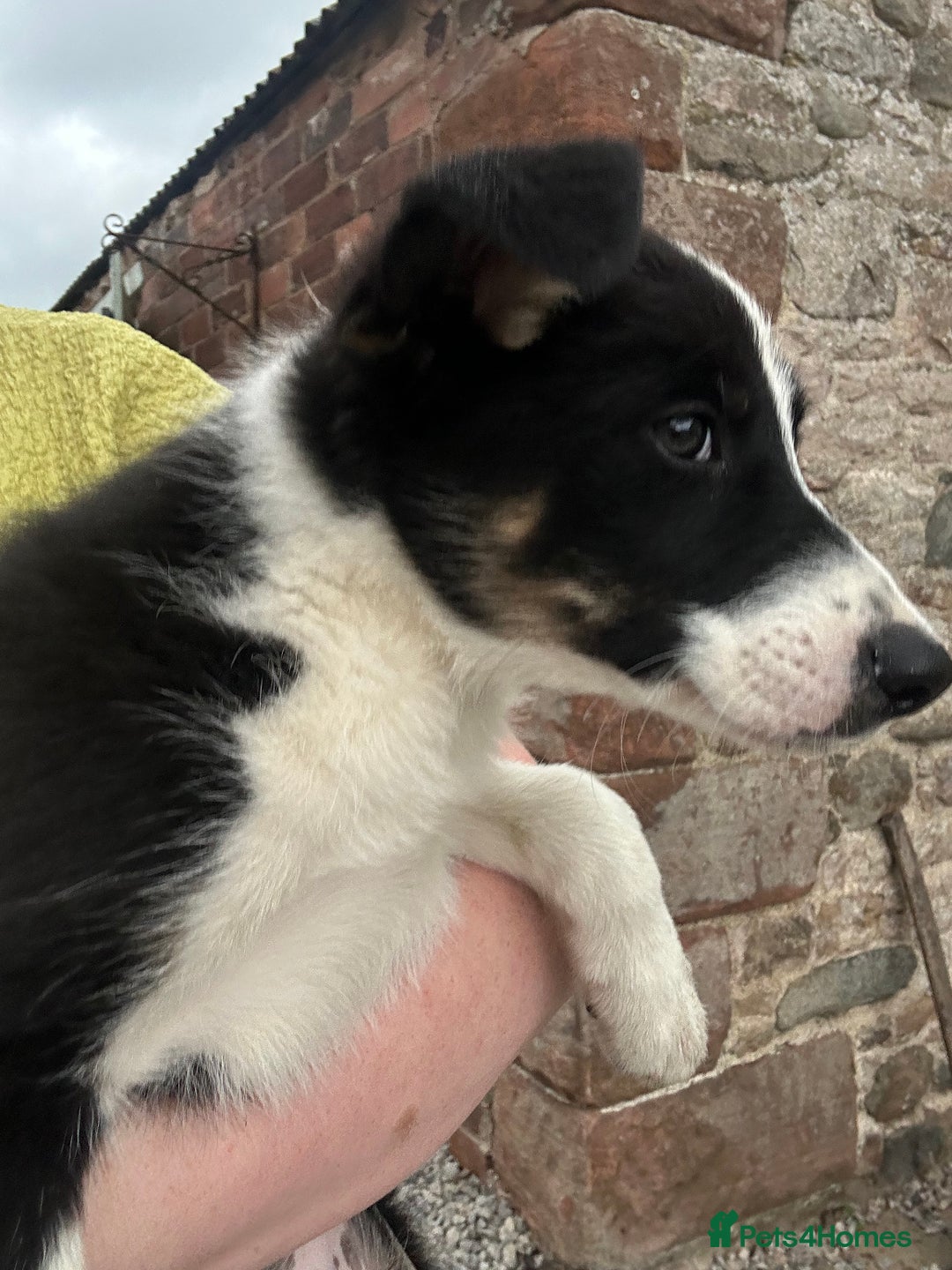 Border Collie dogs for sale: Sid.  - Image 3