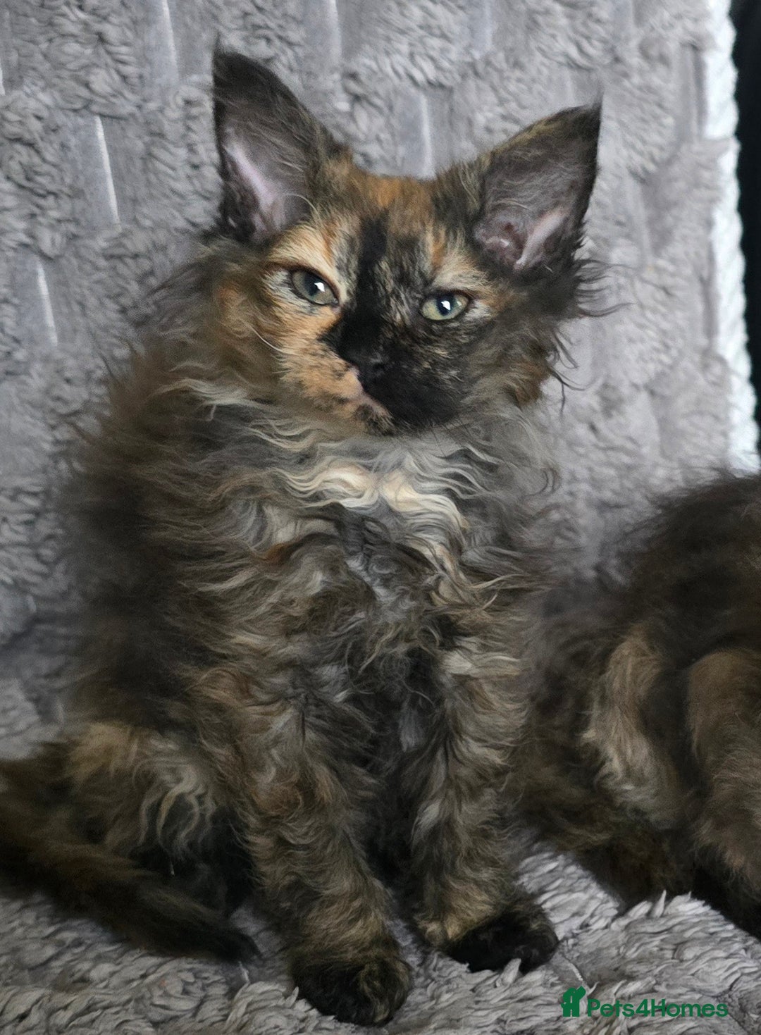 LaPerm cats for sale: 2 male Laperm mix kittens, curly haired - Advert 34
