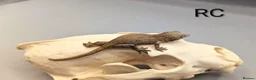 Gecko reptiles for sale: Orange striped gargoyle gecko  - Advert 4