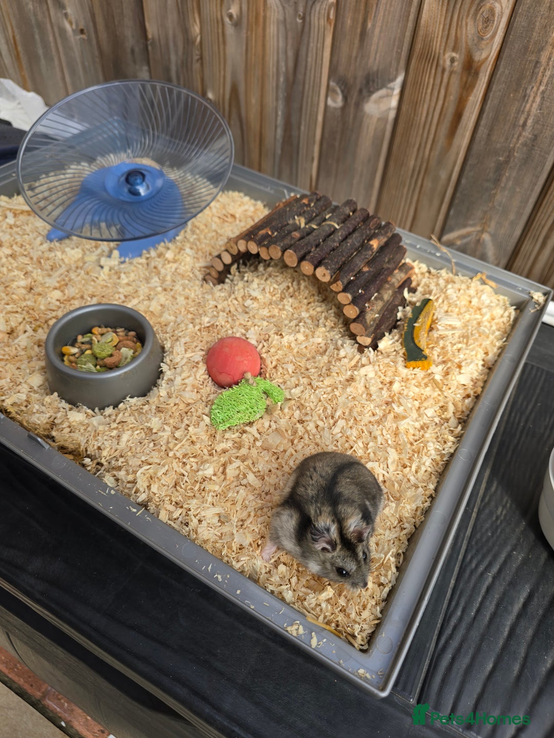 Hamster rodents for sale:  Hamster with Full Setup – Ready to Go! - Image 2