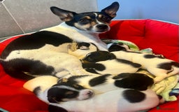 Mixed Breed dogs for sale: First litter of 7 Jack Russel puppies  - Image 2