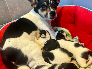 Mixed Breed dogs - Advert 1