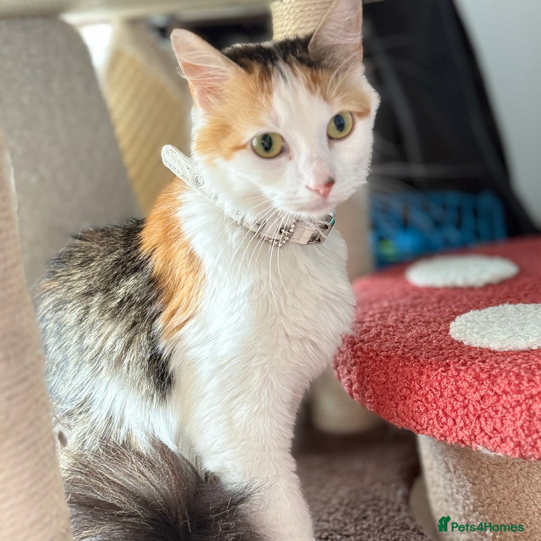Domestic Shorthair cats for sale: Cat for sale x - Image 2