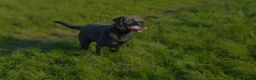 Labrador Retriever dogs for sale: KC Labrador puppies (Silver & Charcoal)  - Advert 24