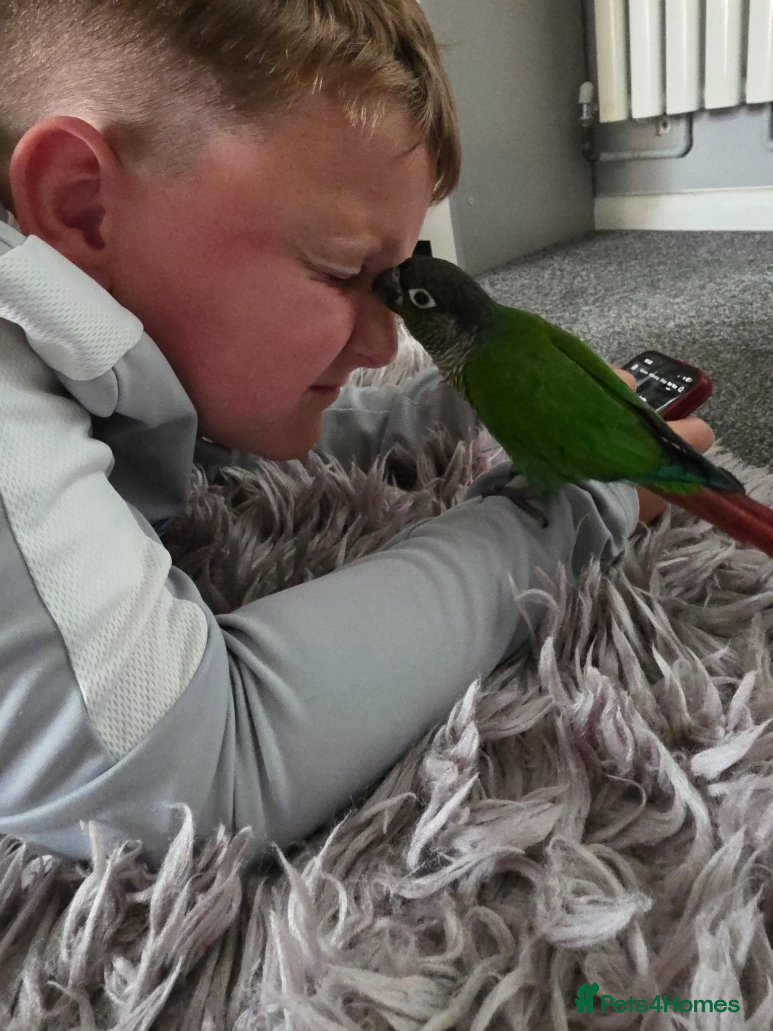 Conures birds Green checked conure  - Advert 1