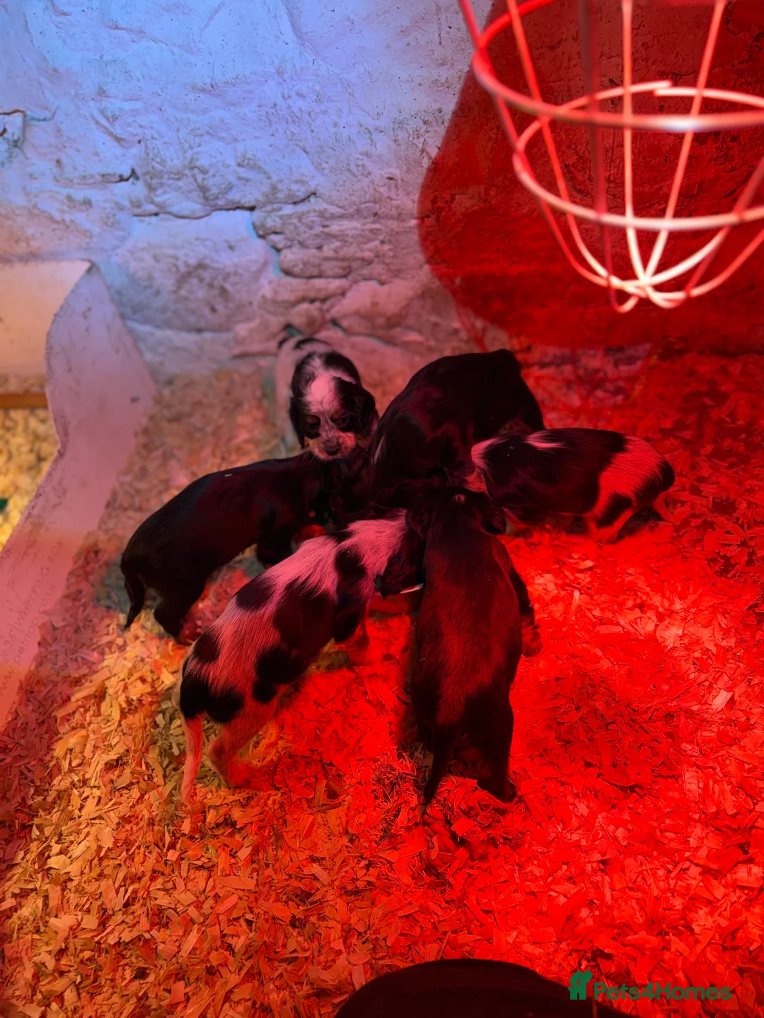 Cocker Spaniel dogs for sale: Stunning ideal family pups  - Advert 14