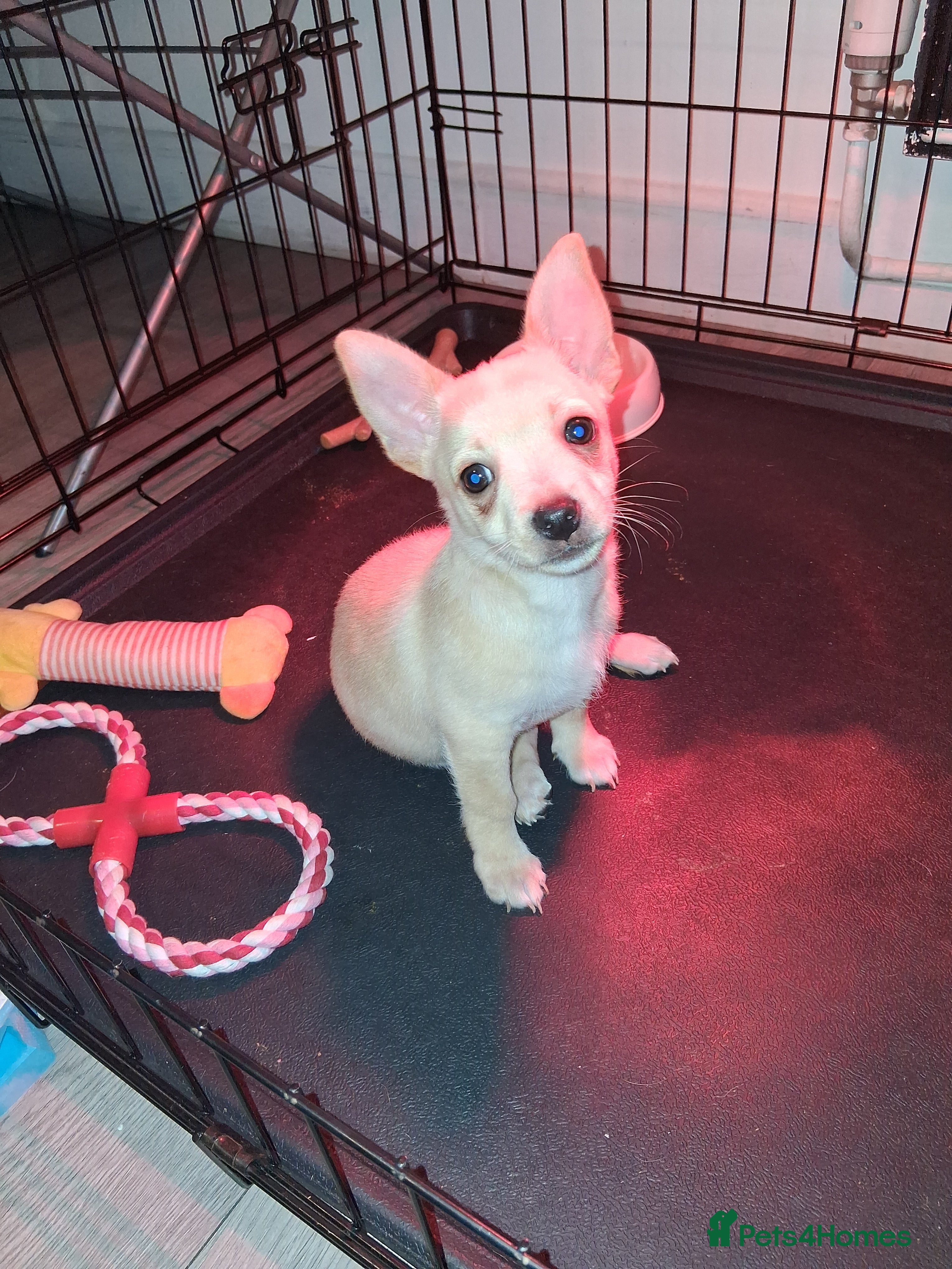 Mixed Breed dogs 1 BOY LEFT. Jack Russel X Chihuahua Puppies  - Advert 6