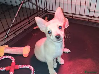 Mixed Breed dogs 1 BOY LEFT. Jack Russel X Chihuahua Puppies - Advert 6