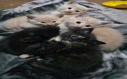 Mixed Breed cats for sale: Mixed breed kittens ready now.  - Image 34
