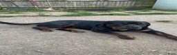 Rottweiler dogs for sale: 1yo Rottweiler  in Worthing - Advert 2