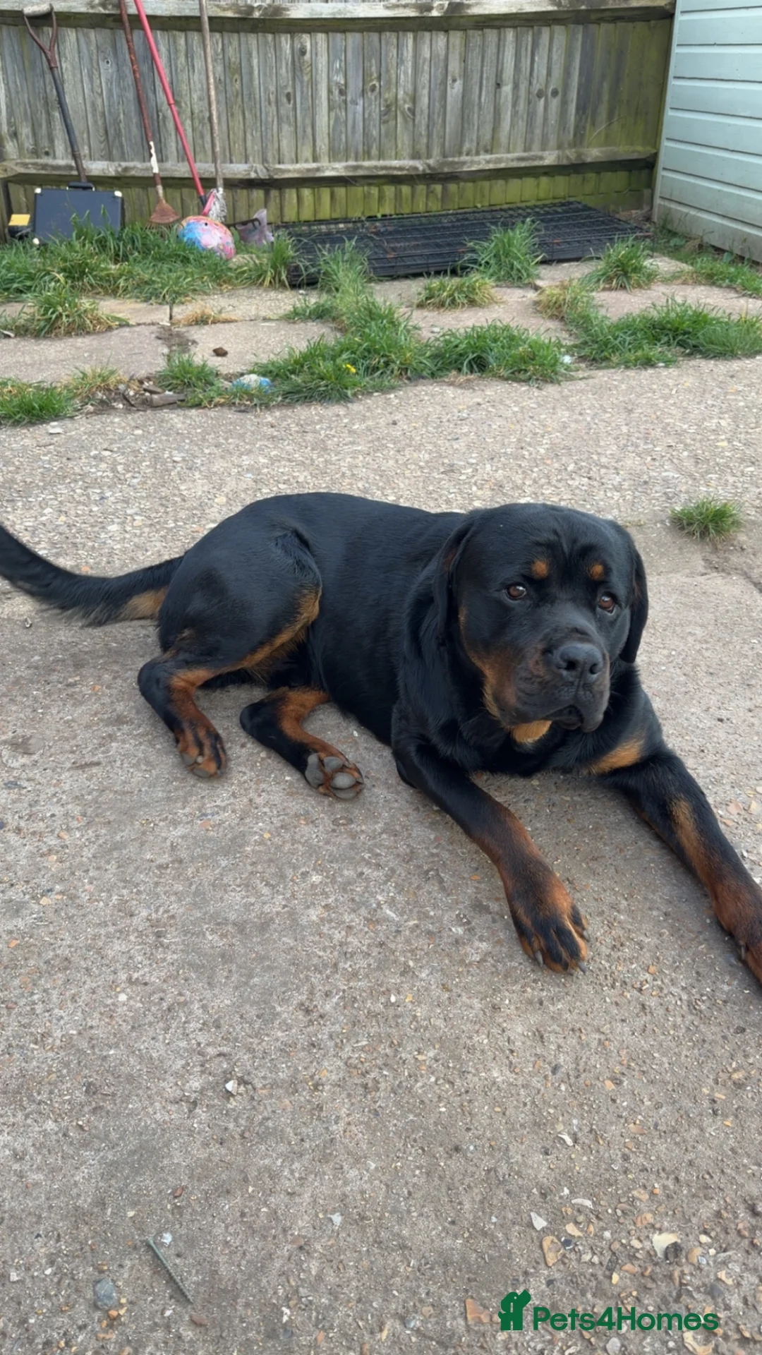 Rottweiler dogs for sale: 1yo Rottweiler  in Worthing - Advert 2