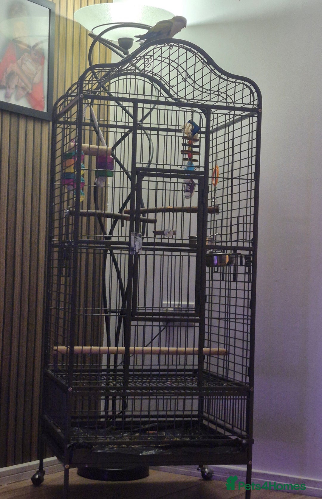 Parakeets birds for sale: Baby Quaker Parrot (monk parakeet) - Advert 3