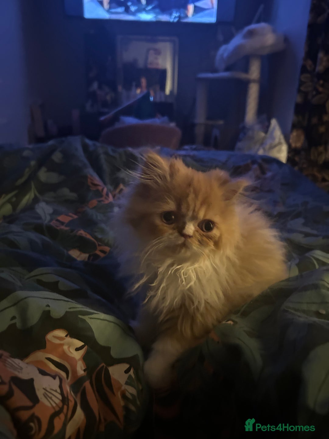Persian cats for sale: Beautiful Persian kittens - Advert 7