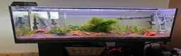Other/Mixed Breed fish for sale: COMPLETE 160L Professional Aquascape Setup in Westbury - Advert 3