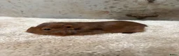 Guinea Pig rodents for sale: Baby Guinea pigs - Advert 7