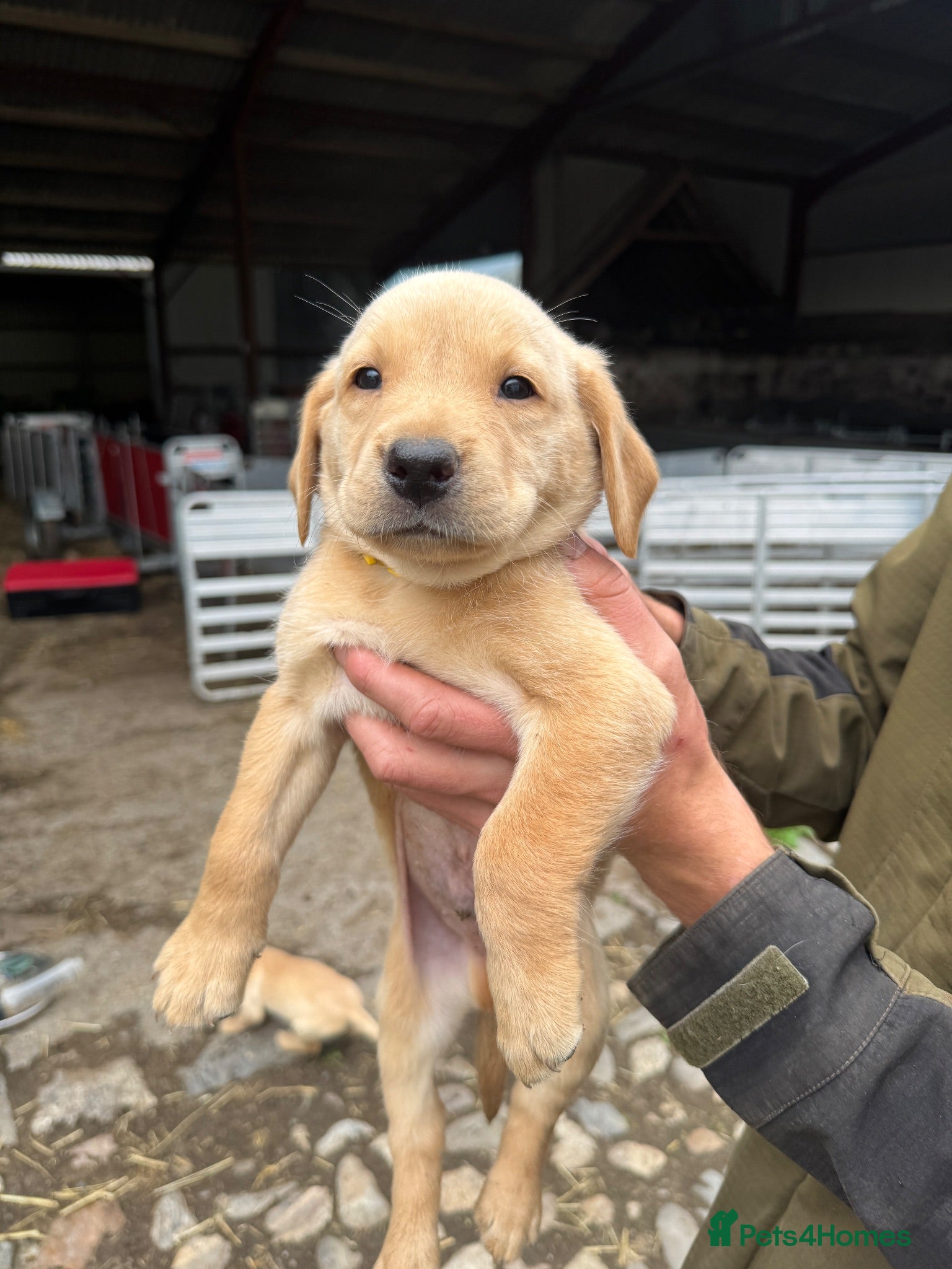 Labrador Retriever dogs LAST BOY REMAINING KC reg labradors - Advert 9
