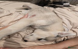 Siberian Husky dogs for sale: Stunning Pure siberian husky pups - Image 5