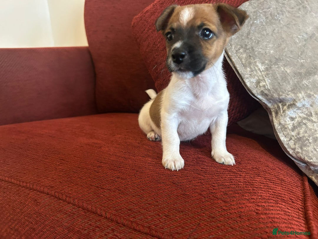 Jack Russell dogs for sale: Beautiful Jack Russel Puppies  - Image 11