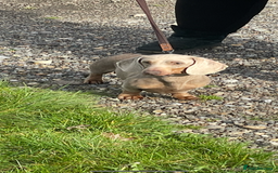 Miniature Dachshund dogs for sale: Miniature Dachund  - Image 8