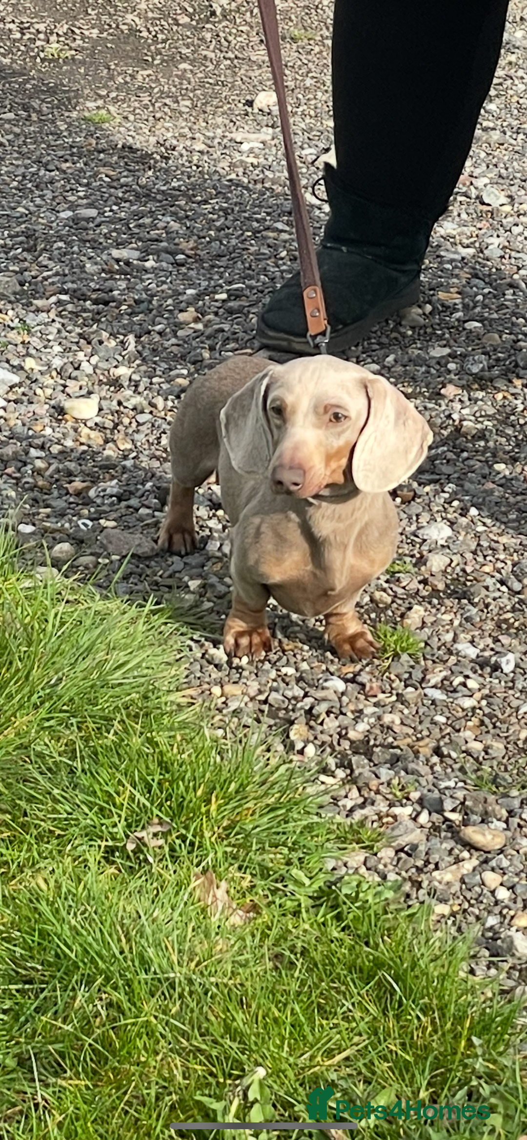 Miniature Dachshund dogs for sale: Miniature Dachund  - Image 8