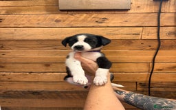 Mixed Breed dogs for sale: Staff/lab/collie pups  - Advert 11